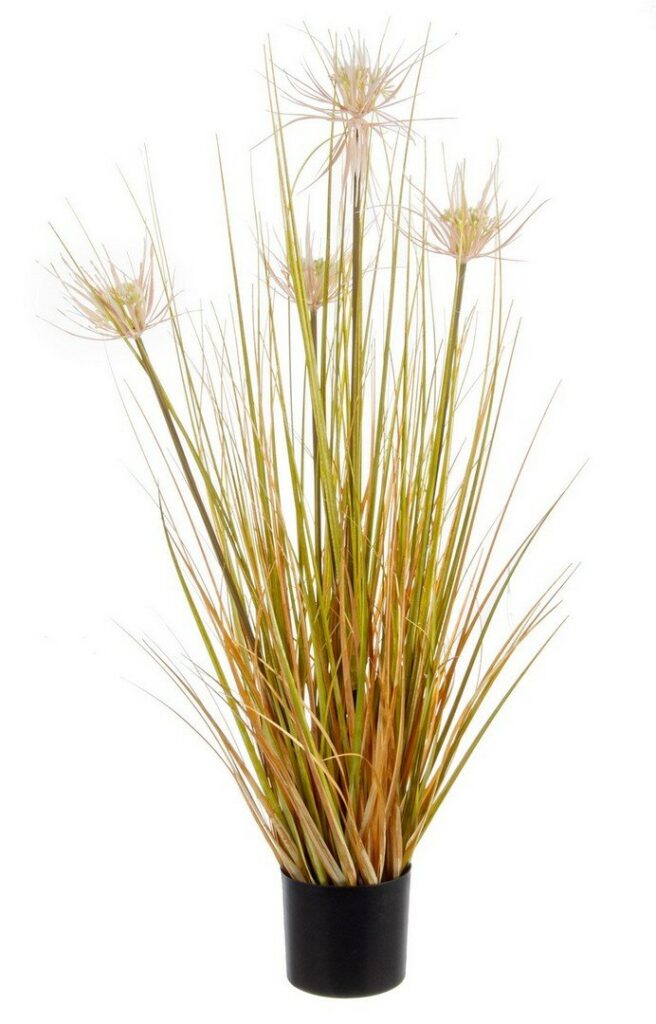PLANTE DÉSERT PAILLE AC-POT X4F H90