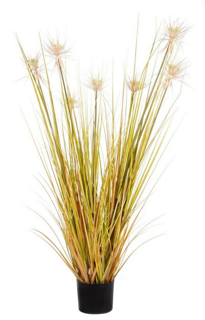 PLANTE DÉSERT PAILLE AC-POT X7F H120