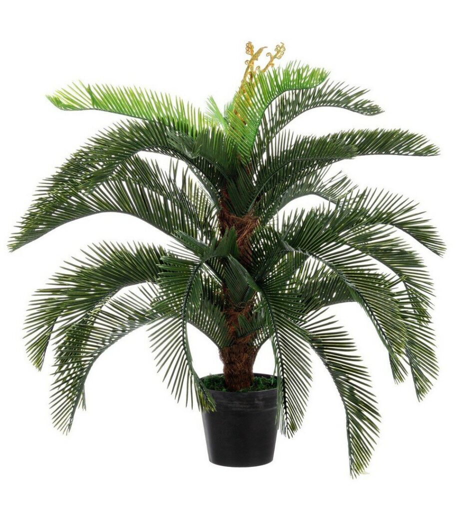PLANTE PALMIER CYCAS AC-POT 30F H100
