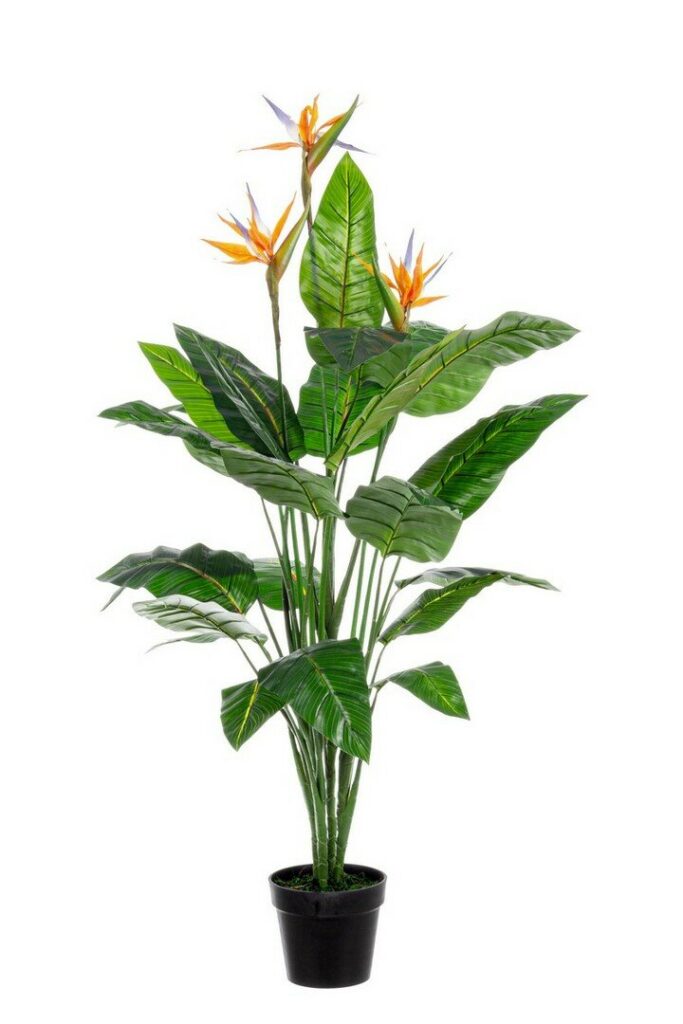 PLANTE STERLITZIA AC-POT 25F X3F H150