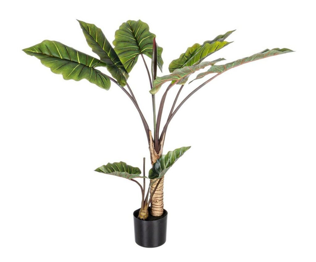 PLANTE DIEFFENBACHIA AC-POT 10F H134