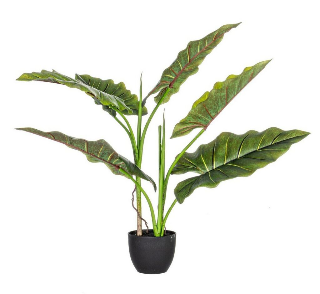 PLANTE DIEFFENBACHIA AC-POT 7F H78