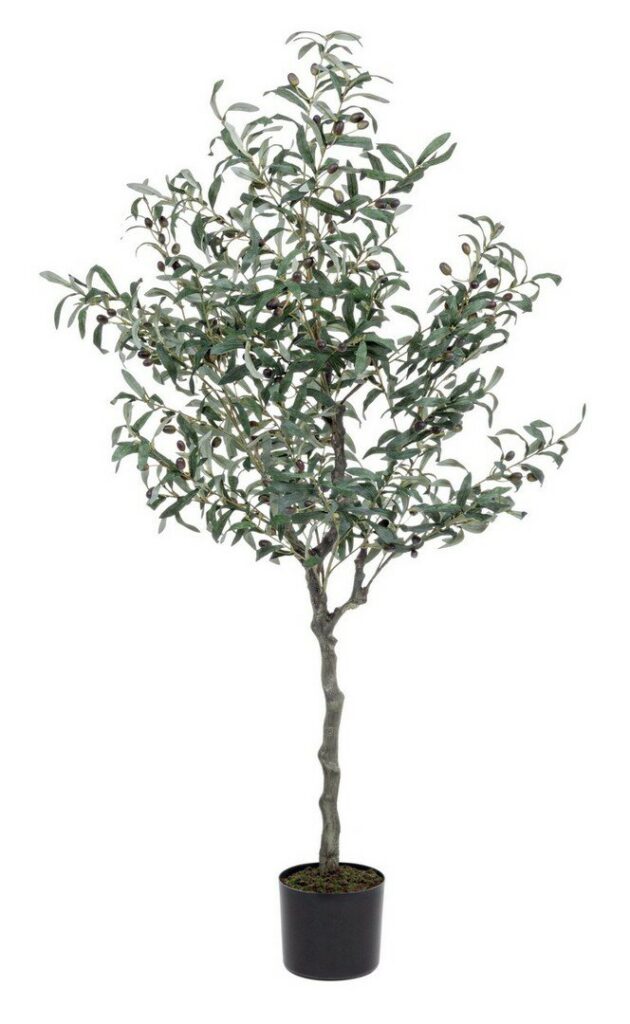 PLANTE OLIVIER AVEC-POT 984FEUILLES H150