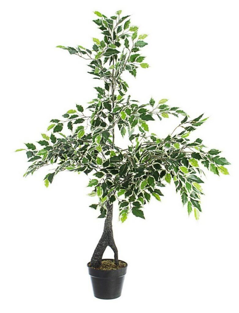 PLANTE FICUS VARIÉ AVEC-POT X60F H120