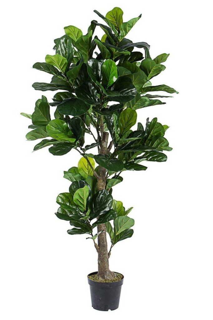 PLANTE FICUS LYRATA AC-POT 153FEUIL H190
