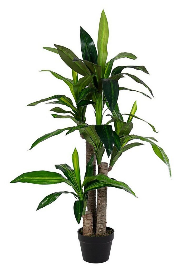PLANTE DRACENA 65FEUILLES H110
