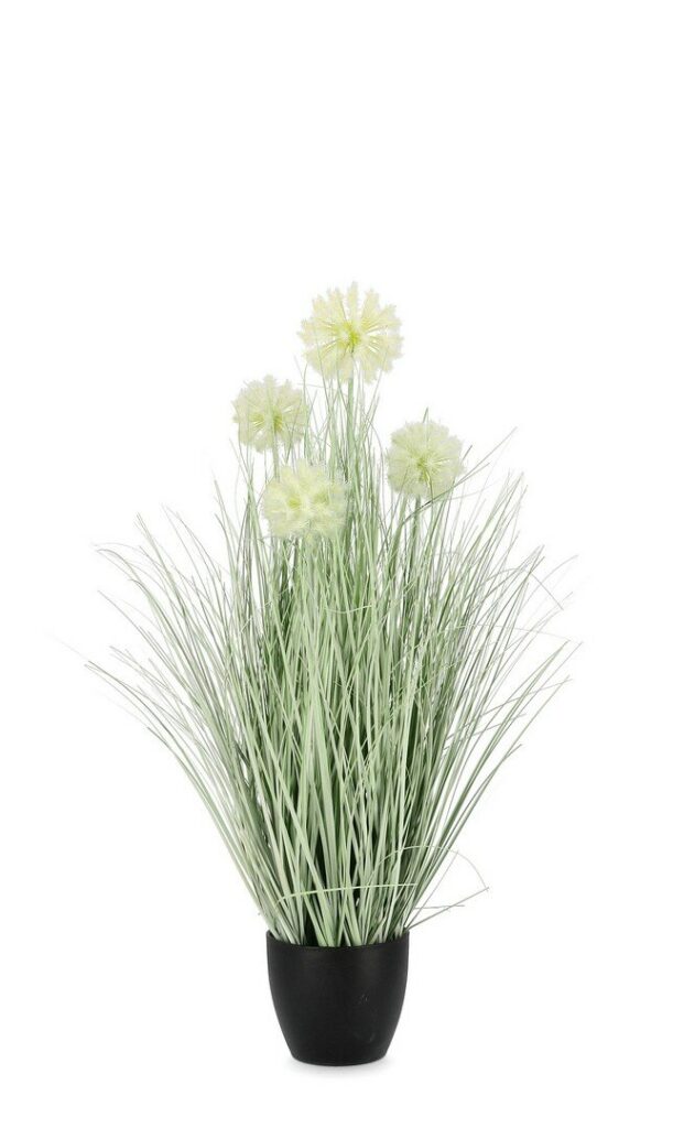 PIANTA CEBOLLA BIANCO C-VASO X4F H75