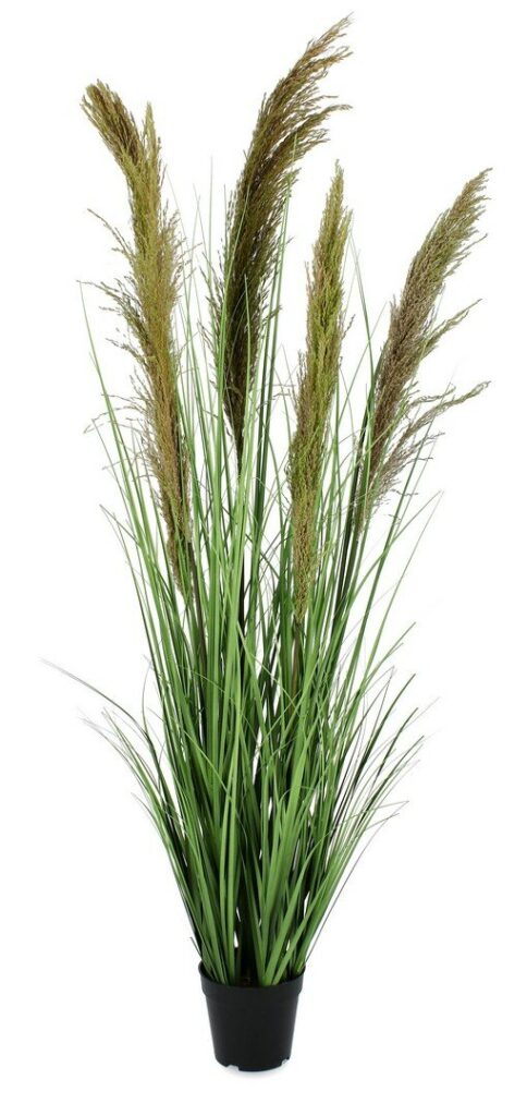 PLANTE CARINE PAMPAS VER-MAR A-VASE H145