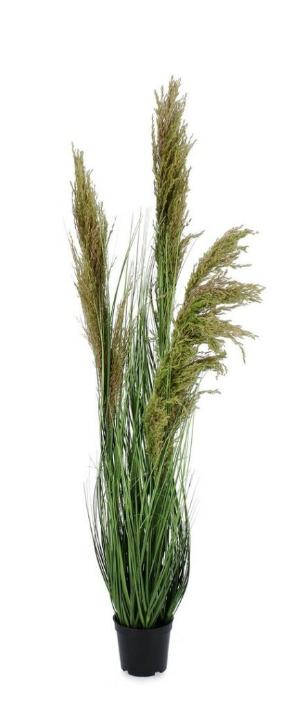 PLANTE CARINE PAMPAS VE-MAR AC-VAS H96,5