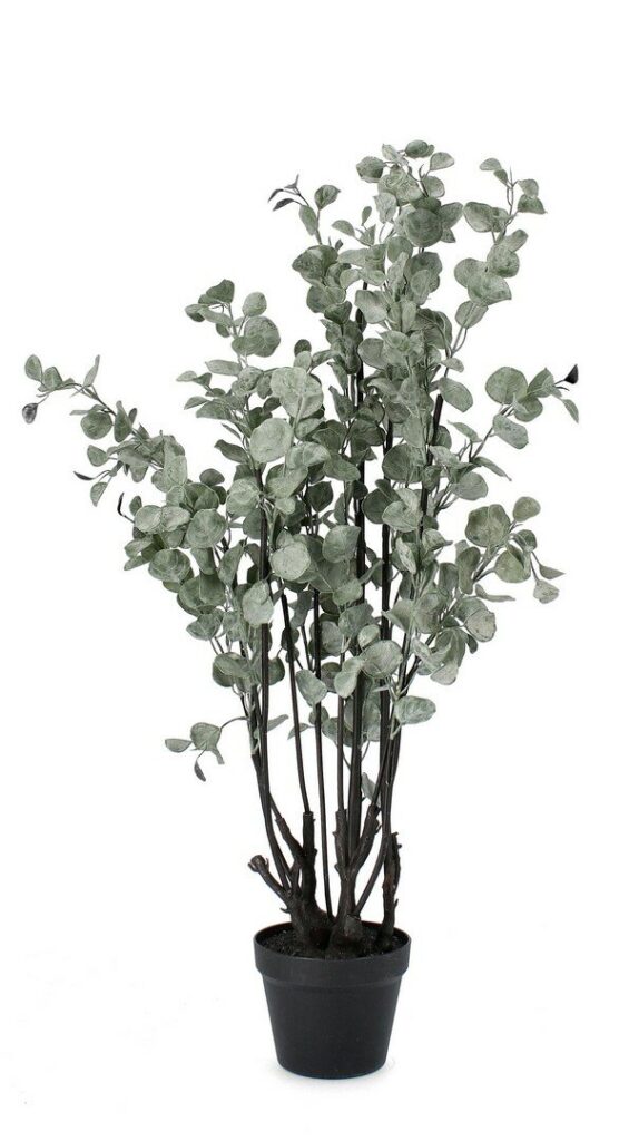 PLANTE EUCALYPTUS AC- VASE H110