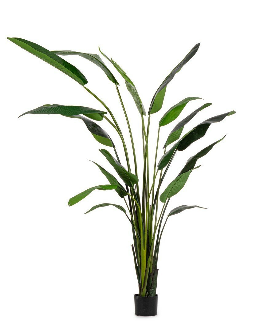 PIANTA STRELITZIA C-VASO 18FOGLIE H310