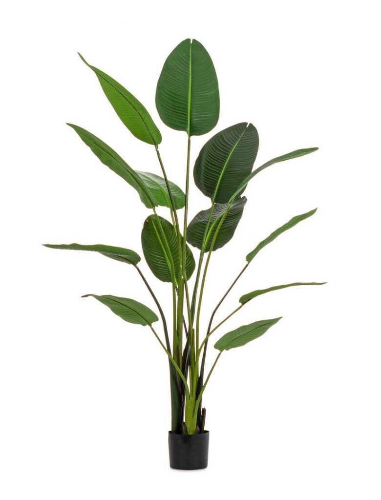 PLANTE STRELIZIA AC-VASE 13 FEUILL.H185