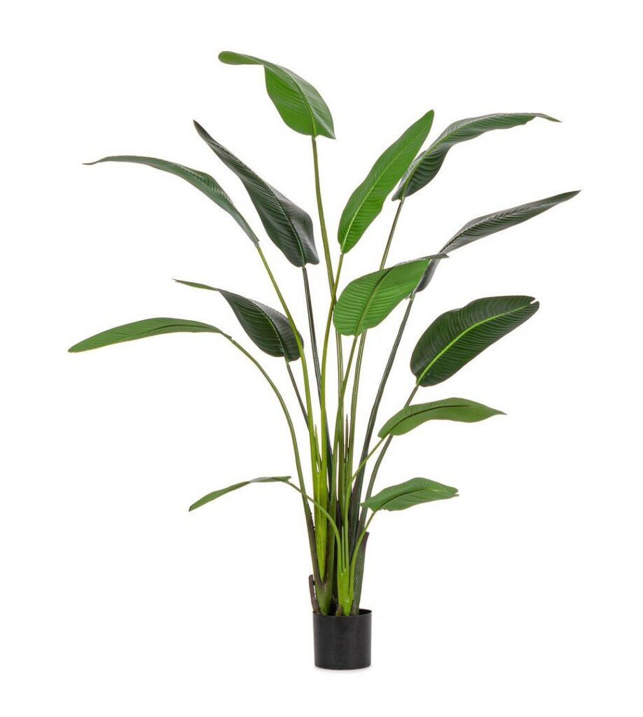 PLANTE STRELIZIA AC-VASE 13 FEUILL.H235