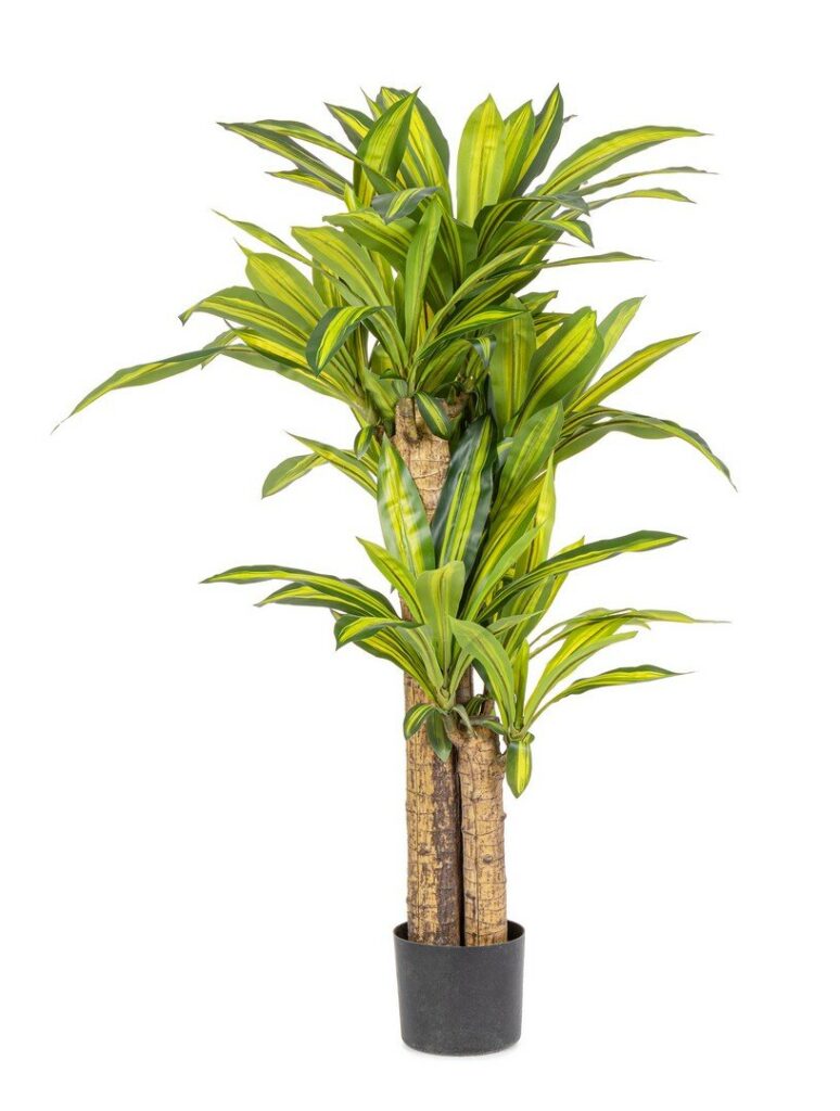 PLANTE DRACAENA AC-VASE H130