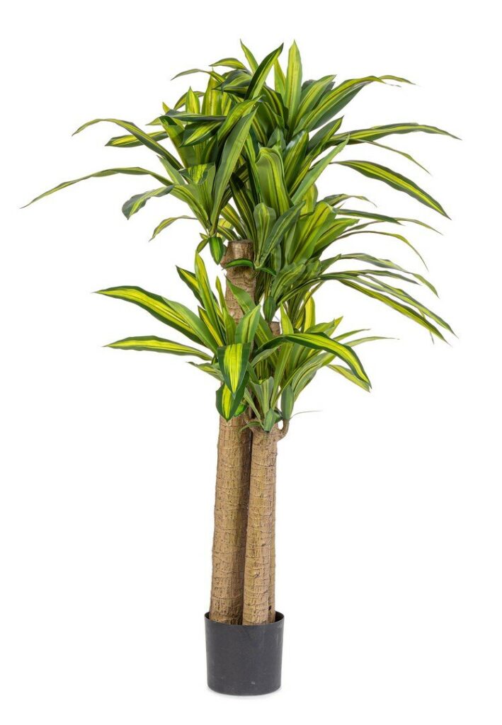 PLANTE DRACAENA AC-VASE H150
