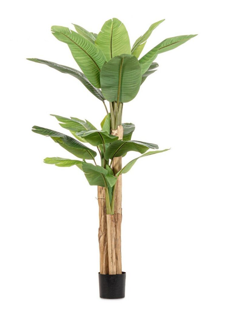 PLANTE BANANIER AC-VASE 20 FEUILLES H200