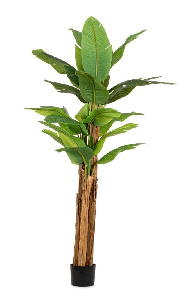 PLANTE BANANIER AC-VASE 22 FEUILLES H240