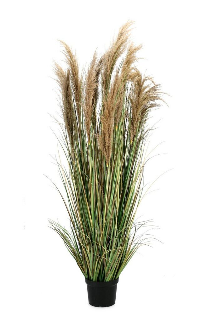 PLANTE AUSTORDERIA PAMPAS AC-VASE H180