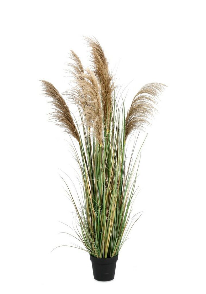 PLANTE AUSTORDERIA PAMPAS AC-VASE H170