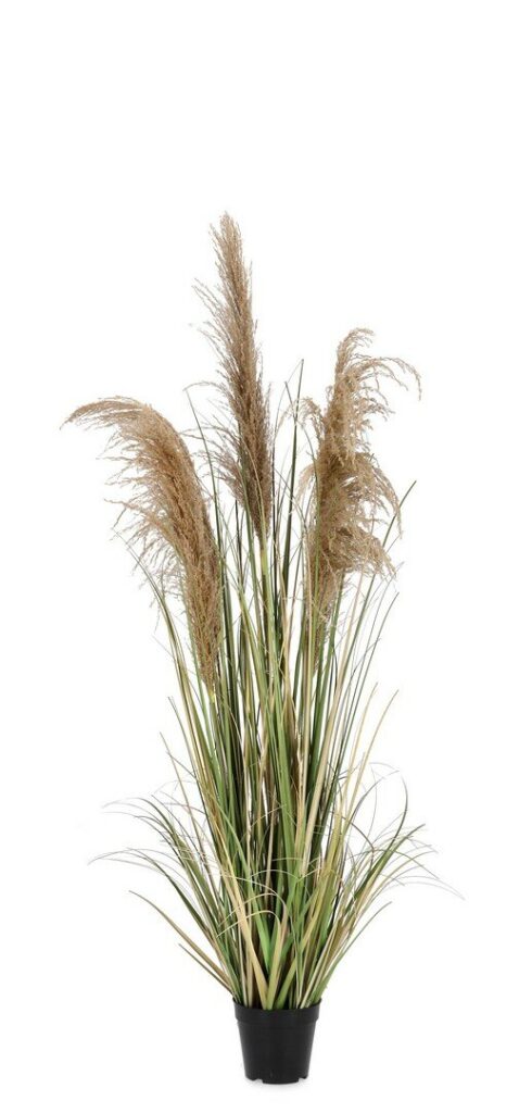 PLANTE AUSTORDERIA PAMPAS AC-VASE H145
