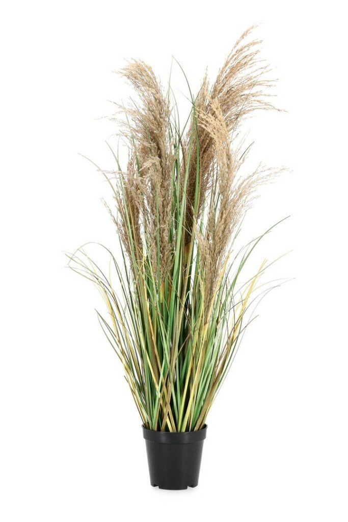 PLANTE AUSTORDERIA PAMPAS AC-VASE H90