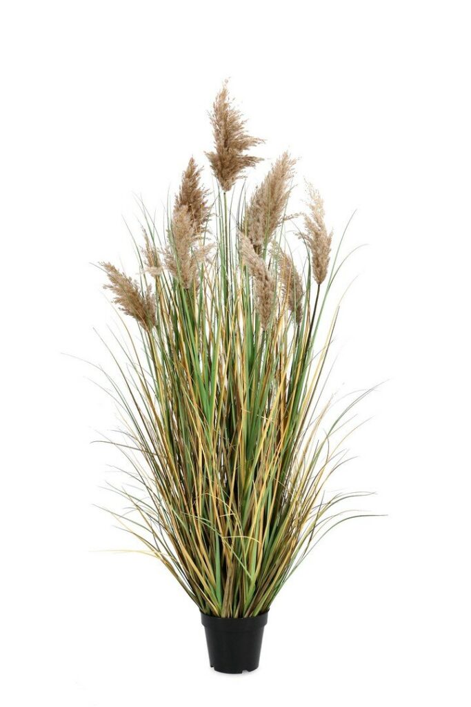 PLANTE GYNERIUM AC-VASE H150
