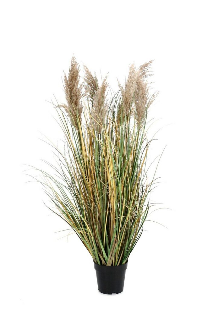 PLANTE GYNERIUM PAMPAS AC-VASE H120