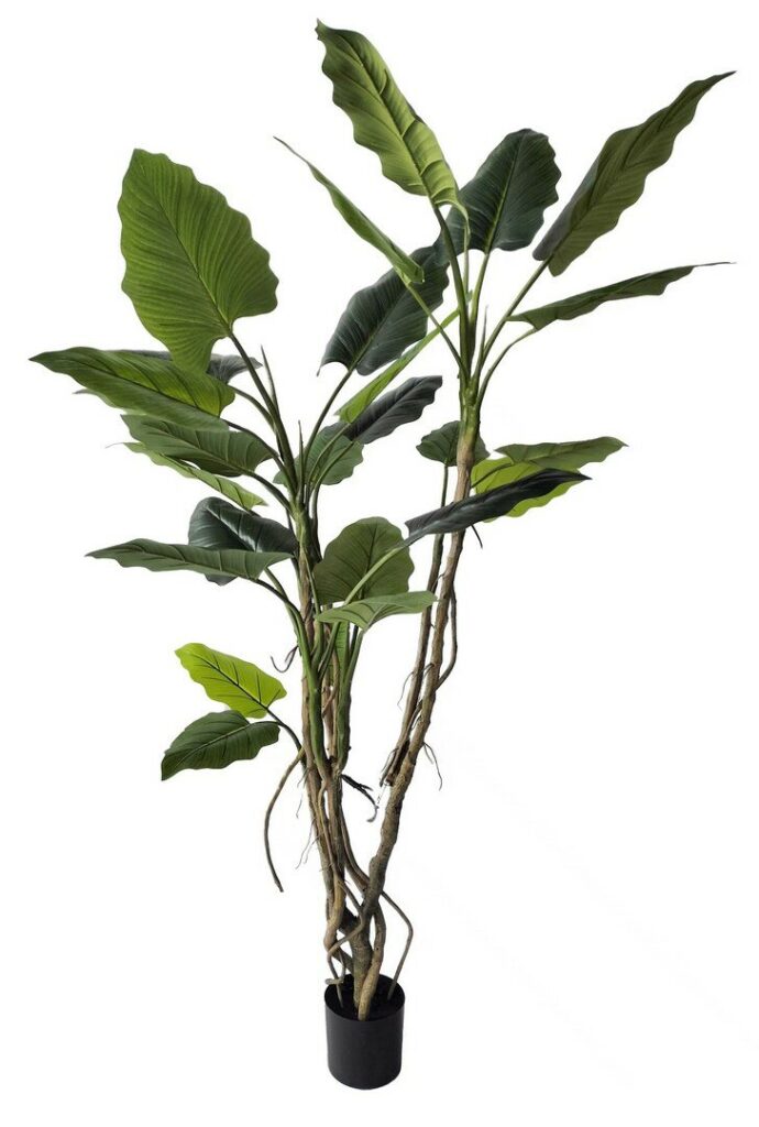 PLANTE ALOCASIA AC-VASE H190