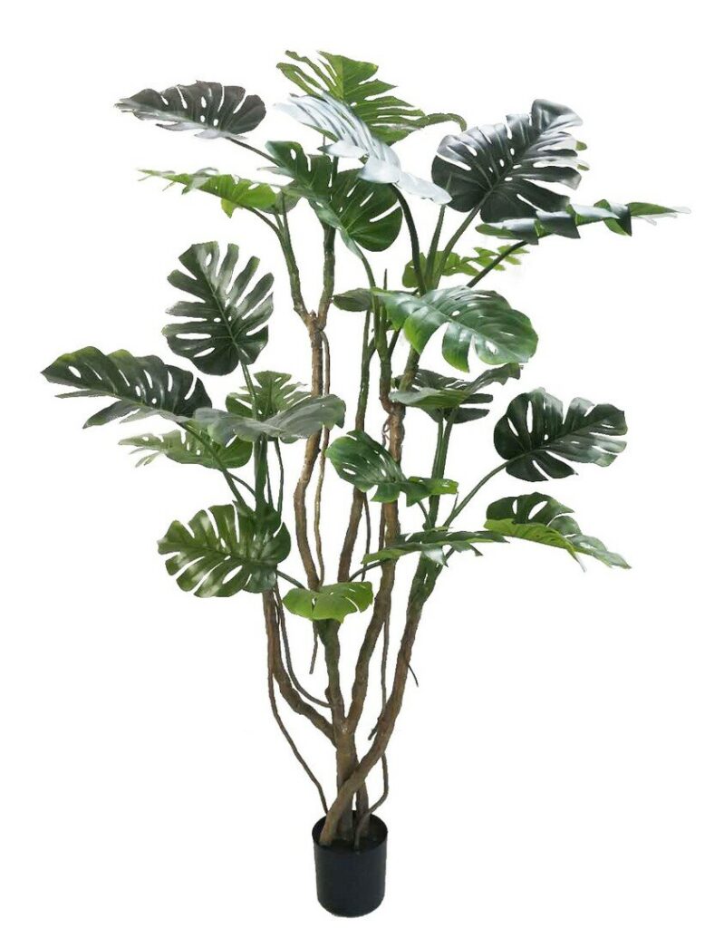 PLANTE MONSTERA AC-VASE H210