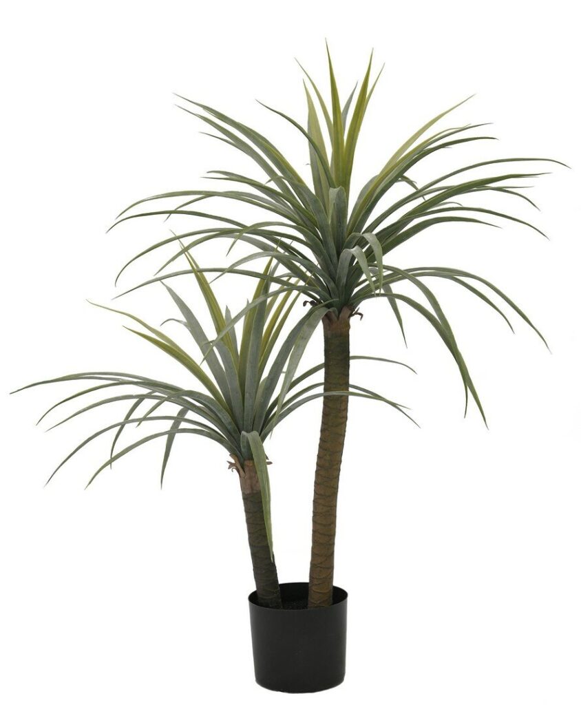 PLANTE ALOCASIA AC-VASE H110