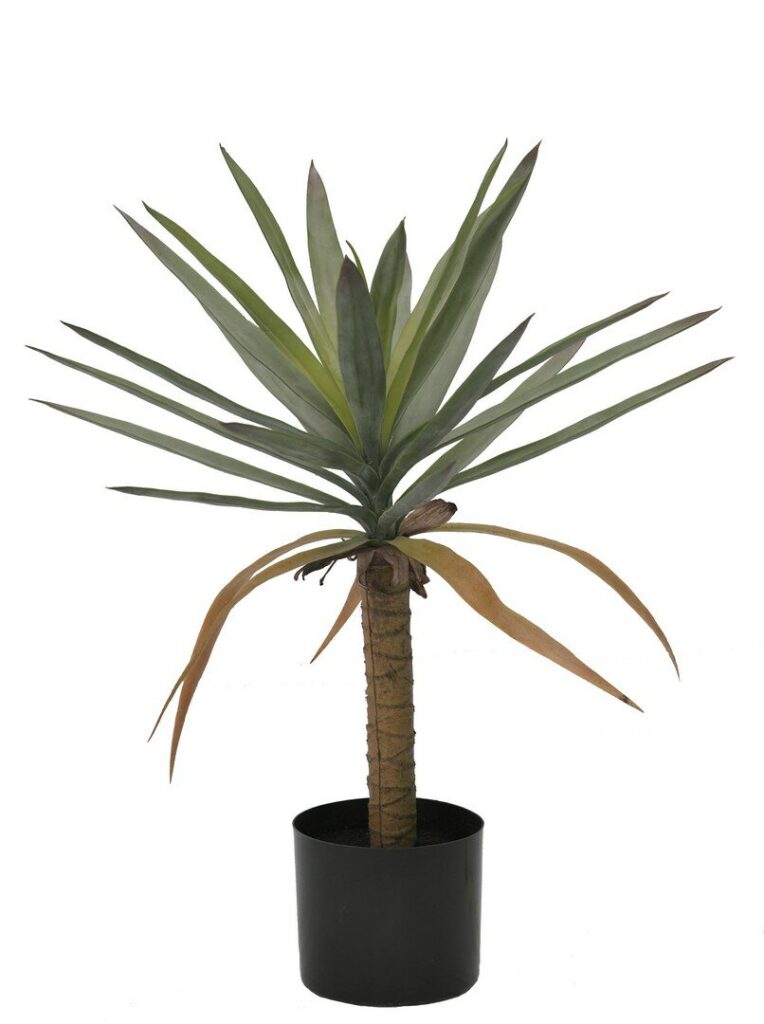 PLANTE DRACAENA AC-VASE H62