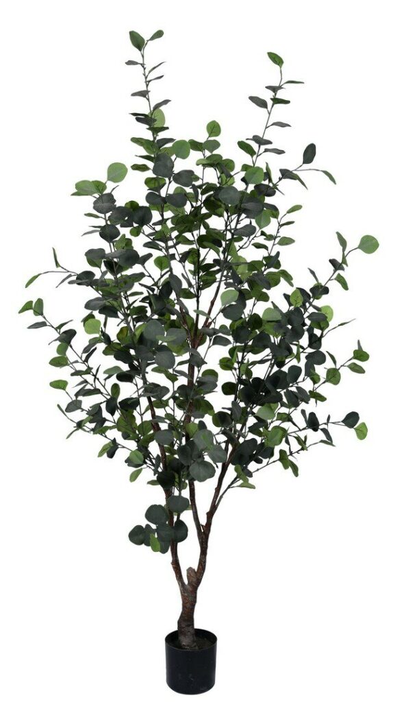 PLANTE EUCALYPTUS AC-VASE H180