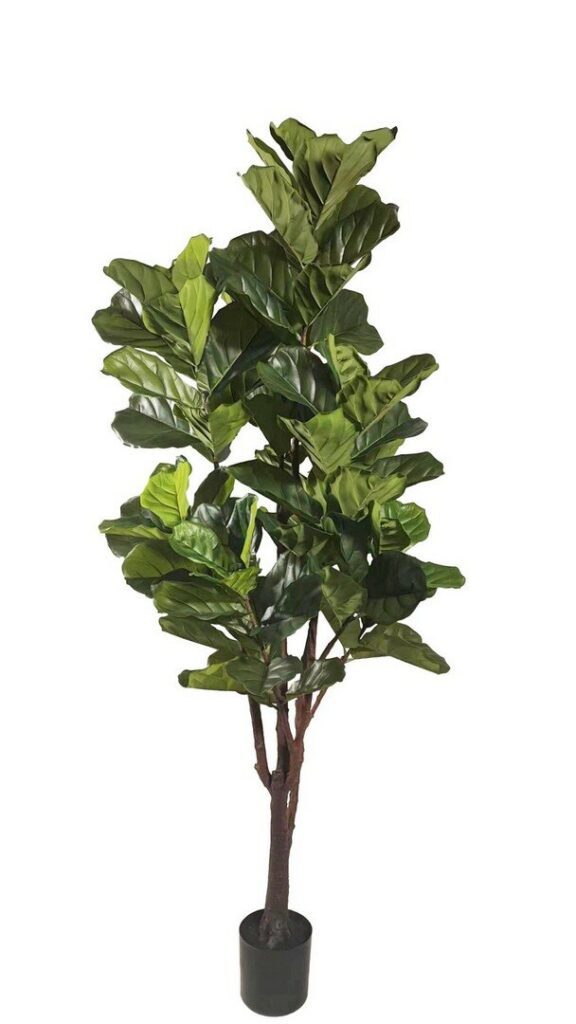 PLANTE FICUS LYRATA AC-VAS 102FEUIL H220