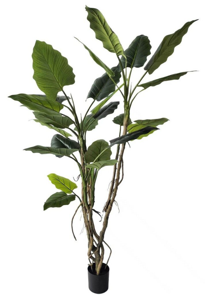 PLANTE ALOCASIA AC-VASE 26FEUILL H200