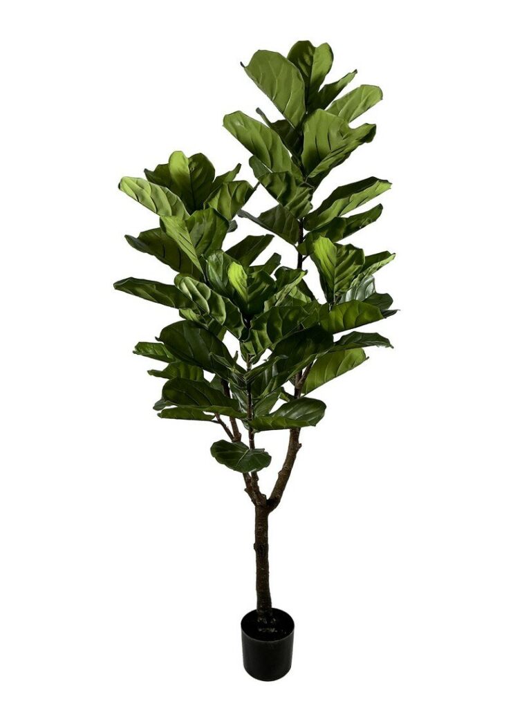 PLANTE FICUS LYRATA AC-VASE 60FEUIL H180