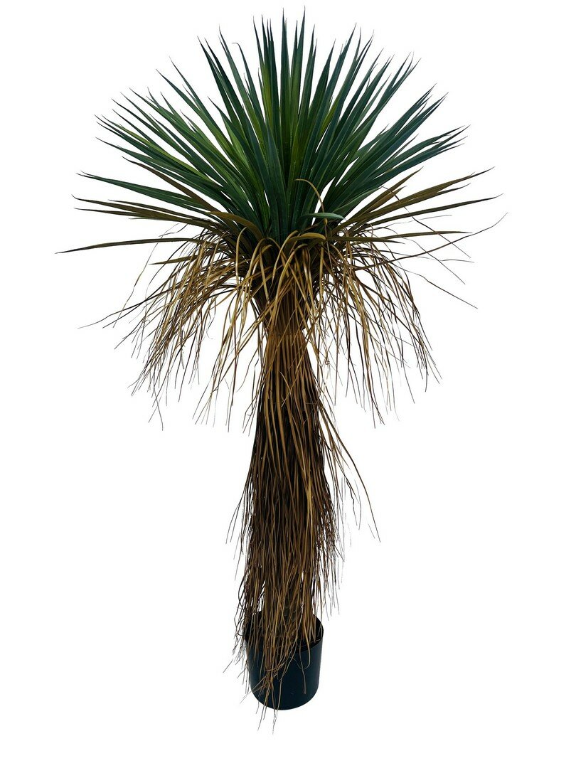PIANTA YUKKA ROSTATA C-VASO H120