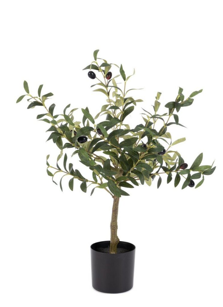 PLANTE OLIVIER AC-VASE H65