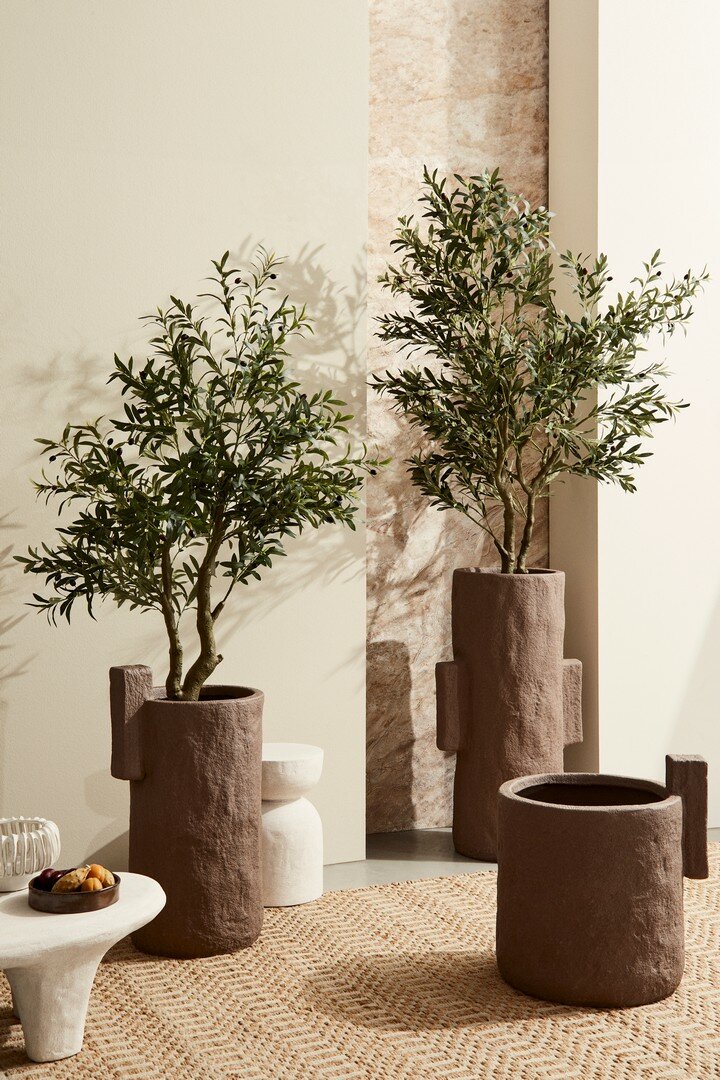 PLANTE OLIVIER AC-VASE H150