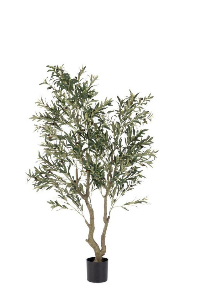 PLANTE OLIVIER AC-VASE H180