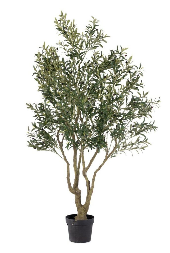 PLANTE OLIVIER AC-VASE H210