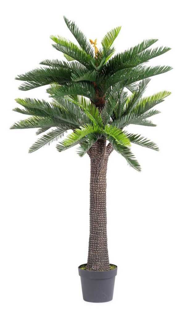 PLANTE CYCAS AC-VASE 67FEUILLES H190 UV