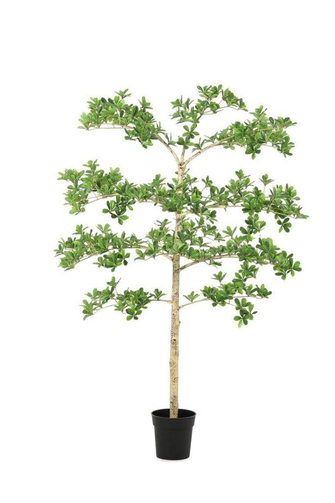 PIANTA PITTOSPORUM C-VASO H160