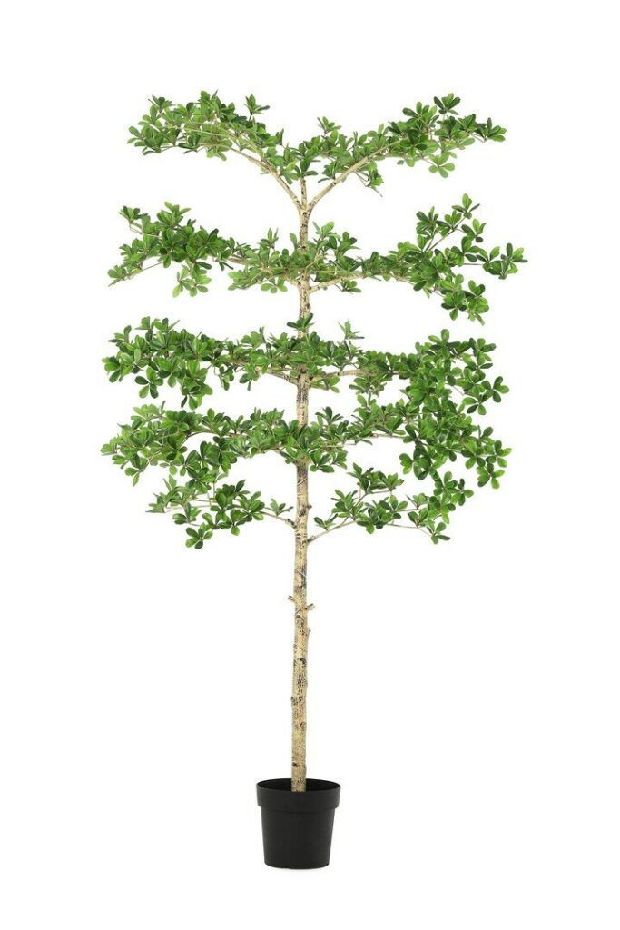 PIANTA PITTOSPORUM C-VASO H195
