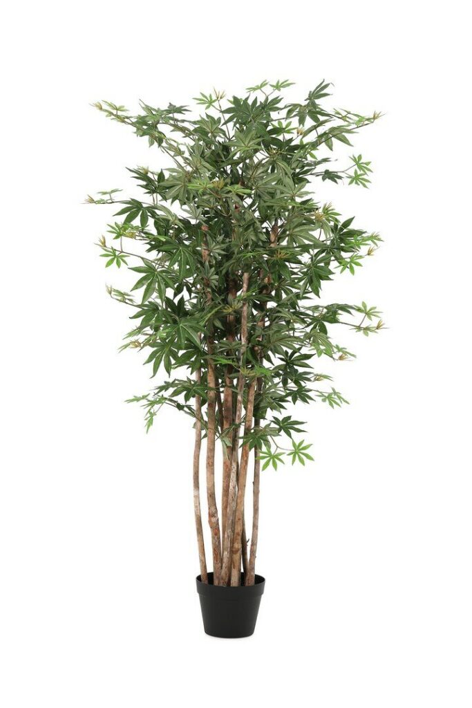 PIANTA ACERO PALMATO  C-VASO H140