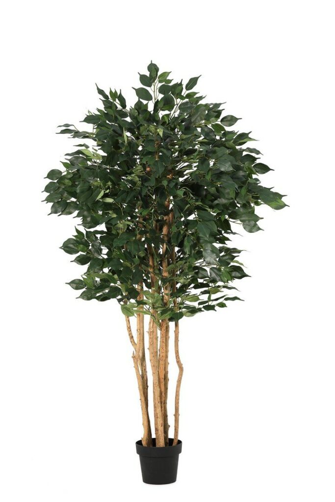 PIANTA FICUS C-VASO H175