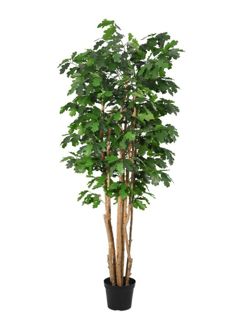 PIANTA QUERCIA C-VASO H210