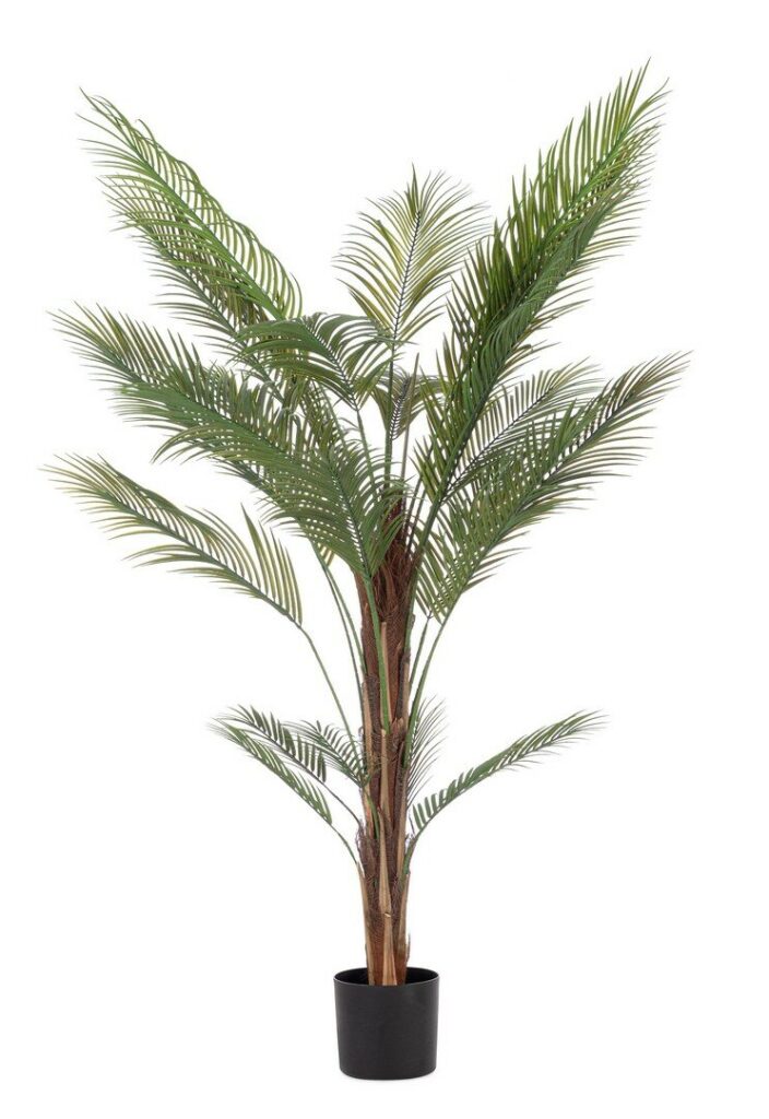PIANTA KENZIA C-VASO 27FOGLIE H180