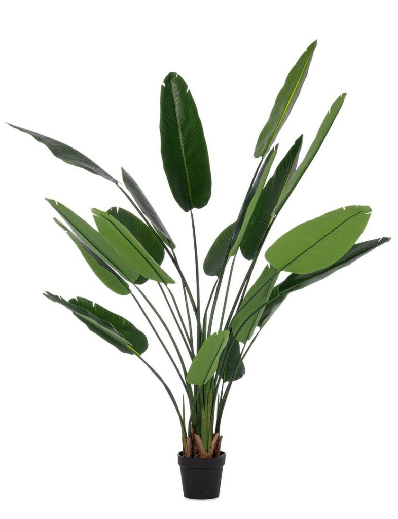 PIANTA STRELITZIA C-VASO 20FOGLIE H190